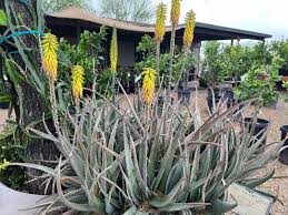Aloe Medicinal Elgin Nursery Tree