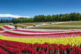 Watch Flowers Bloom