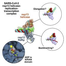 sars cov 2 replication transcription