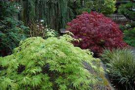 13 Japanese Maples For Shade
