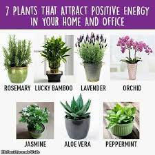 7 Plants That Attract Positive Energy