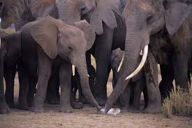 Dna Forensics Can End Ivory Trafficking