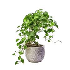 Climbing Plant Png Transpa Images