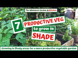 Growing Vegetables In Shady Areas