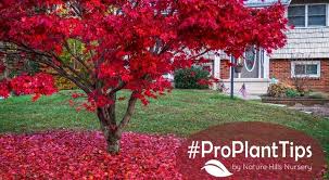 Proplanttips Japanese Maples Care
