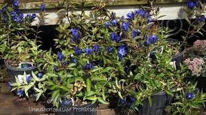 Photo Of The Entire Plant Of Gentian