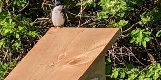 Birds Nest Boxes
