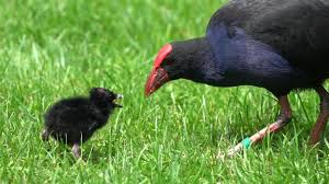 Swamp Hen Images Browse 333 Stock