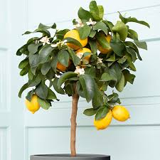 How To Get More Fruit On Your Citrus Tree