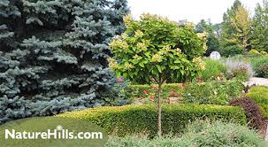 Flowering Shrubs Grown In Tree Form