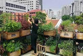 Rooftop Farming How Urbanites Are