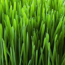 State Bulb Cat Grass Herb Seed Grow Kit