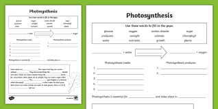 Photosynthesis Voary Activity For