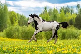 What Are Piebald Horses And How Rare