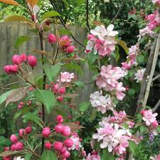 Small Trees And Shrubs For Pollinators