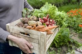 L Orto The Italian Vegetable Garden