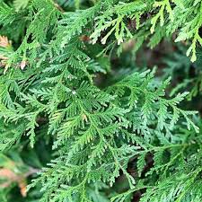 Green Giant Arborvitae Trees For