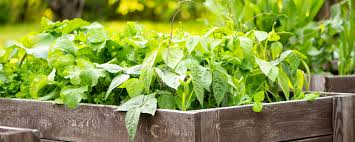 7 Benefits Of Raised Bed Gardening