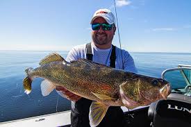 Late Summer And Early Fall Walleye
