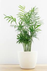 20 Low Light Indoor Plants That Need No