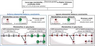 Flux Balance Ysis