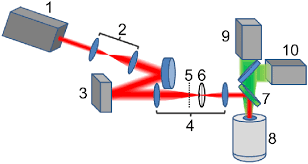 spatial light modulator two photon