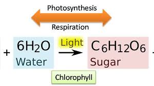 Balanced Equation Of Photosynthesis