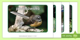New Zealand Native Birds Display Photos