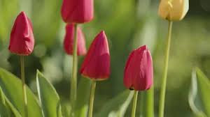 Tulip Bulbs In The Garden Uhd