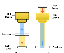 4 Trans Illumination A And Epi