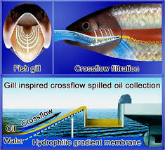 Fish Gill Inspired Crossflow For