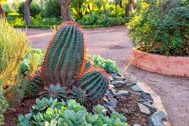 25 Beautiful Cactus Garden Ideas