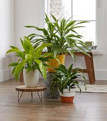 31 Best Low Light Indoor Plants To
