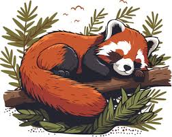 Red Panda Ilration Images Browse