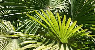 Fan Palms 101 How To Grow And Care For
