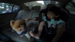 Cute Boy And Adorable Pomeranian Dog