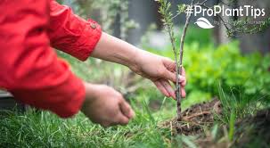 How To Plant An Apple Tree Garden Blog