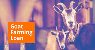 Goat Farming Loan Check Eligibility