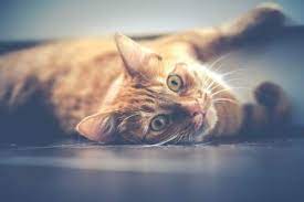 All About Ginger Cats Facts Lifespan