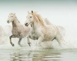 Wild Horse Photograph White Horses