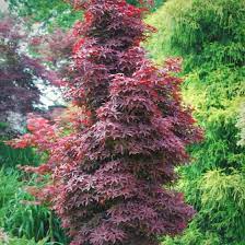 Twombly S Red Sentinel Japanese Maple
