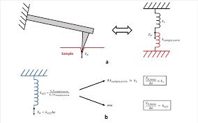 cantilever in contact with the sample