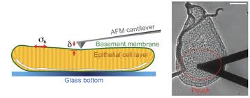 Basal Tension In Epithelia