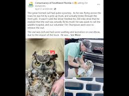 Great Horned Owl Gets Stuck In Grille