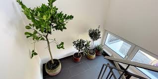 Favorite Plants Inside