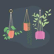 Beautiful Plants In Hanging Pots Icon