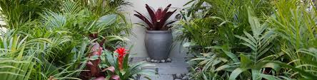 Statement Plants For Small Garden