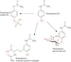 Paracetamol Sulfate An Overview