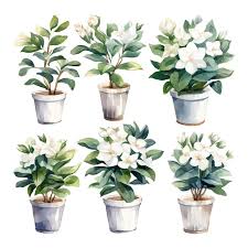 Set Of Watercolor Gardenia Flower Trees