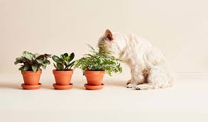 Pet Safe Indoor Plants From Bloomscape